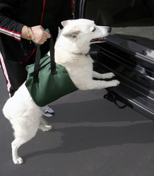 Pet Travel and Safety: Up &amp; Out Lift Harness
