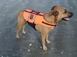 Life Jackets and H20 toys: Pet-Saver Life Jacket large