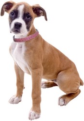 Rhinestone Collars: Rhinestone Collar Pink small