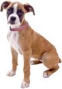 Rhinestone Collar Pink small